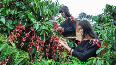 Kết nối chuỗi giá trị vùng kinh tế trọng điểm miền Trung và vùng Tây Nguyên vào thị trường EVFTA
