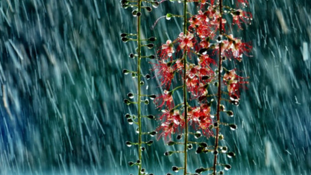 Thời tiết ngày 19-8: Mưa dông tiếp diễn tại Bắc bộ, có nơi mưa rất to và dông