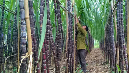 Mía Thanh Hóa, Hòa Bình “sống khỏe” nhờ phân bón Văn Điển