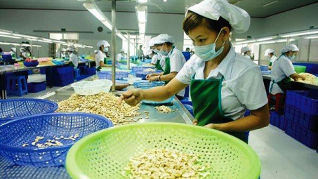 Xuất khẩu hạt điều trong quý III/2020 có khả năng sẽ giảm mạnh