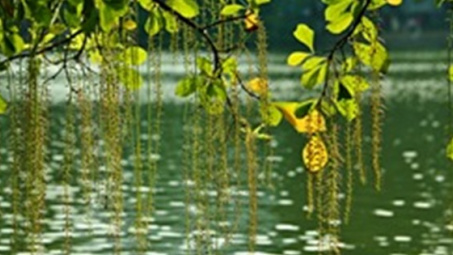 Thời tiết 14-9: Bắc bộ ngày nắng, có lúc có mưa rào và dông vài nơi