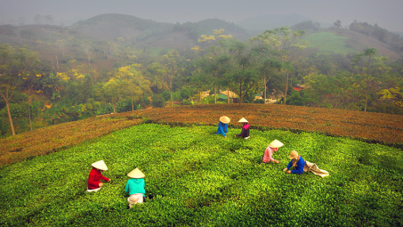 Năng suất và chất lượng chè Phú Thọ ngày một tăng cao nhờ phân bón Văn Điển