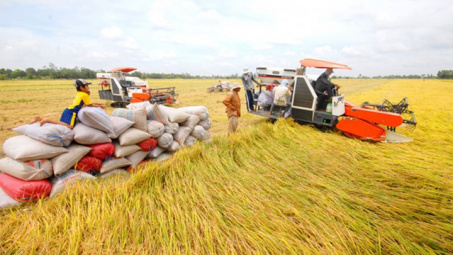 Giá gạo xuất khẩu cao nhất trong 9 năm qua