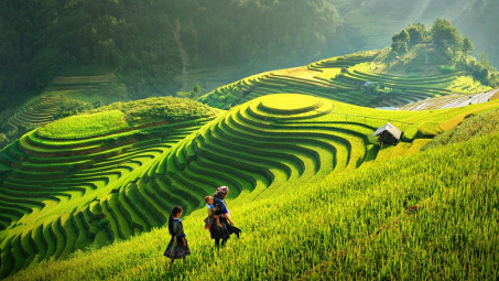 Vàng ươm mùa lúa chín Hoàng Su Phì