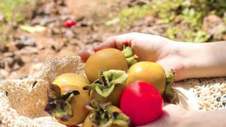 Đà Lạt mùa hồng chín