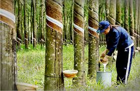 Cơ hội và thách thức từ Hiệp định Đối tác toàn diện và tiến bộ xuyên Thái Bình Dương (CPTPP) đối với ngành Cao su Việt Nam