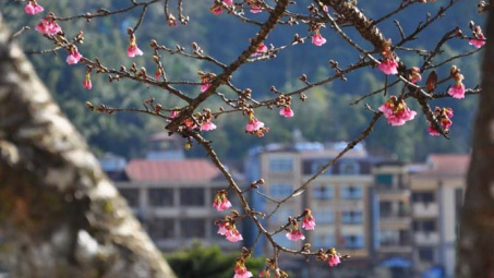 Thời tiết 13-1: Không khí lạnh bắt đầu suy yếu, Bắc bộ bước vào đợt rét khô