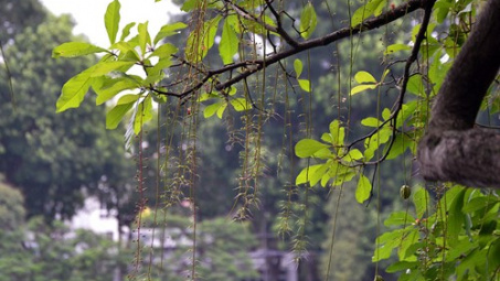 Thời tiết 16-1: Miền Bắc trời ấm lên trước khi đón đợt không khí lạnh mới