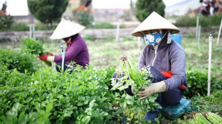 Lâm Đồng cung ứng gần 800.000 tấn rau cho thị trường Tết