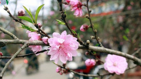 Thời tiết 20-1: Không khí lạnh suy yếu, miền Bắc trời hửng nắng ấm