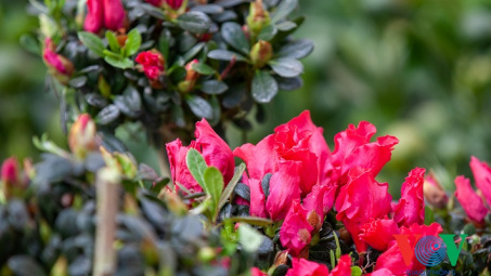 Thời tiết 21-1: Hà Nội có nắng nhưng vẫn rất rét