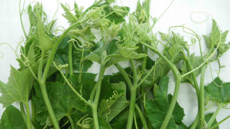 Ăn rau bí có tốt cho sức khỏe hay không?