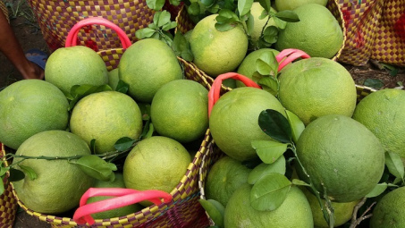 Nghiên cứu khả năng sử dụng màng bao ăn được trong chế biến giảm thiểu sản phẩm từ bưởi da xanh