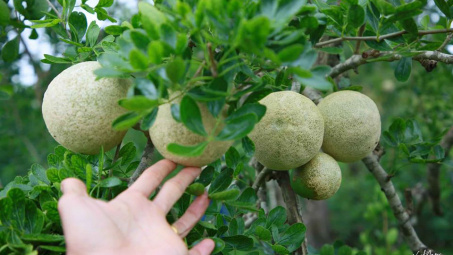 Khảo sát tính kháng oxy hóa và kháng khuẩn của cao chiết từ trái và lá cây quách (Limonia acidisima L.)