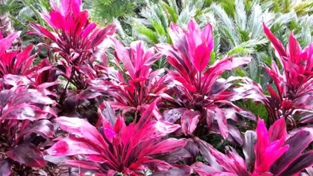 Đánh giá khả năng kháng khuẩn của hạt nano bạc được tổng hợp bằng phương pháp hóa học xanh sử dụng dịch chiết từ lá huyết dụ