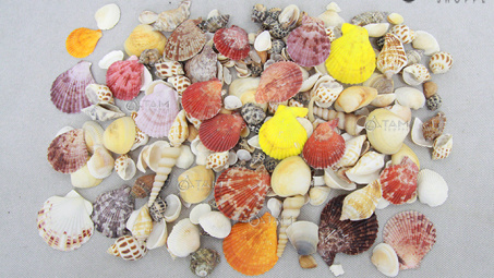 Nghiên cứu chế tạo hydroxy apatite từ vỏ sò và ứng dụng vào lĩnh vực xử lý môi trường