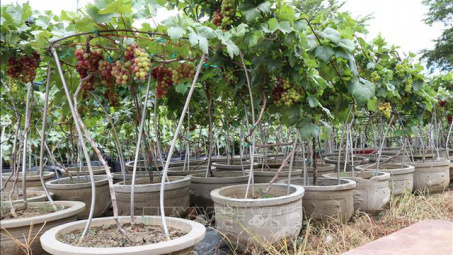 Nho cảnh hút khách dịp Tết