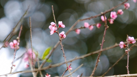 Thời tiết 1-2: Hà Nội hửng nắng ấm