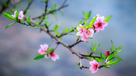 Thời tiết 2-2: Hà Nội sáng sớm có sương mù, có lúc có mưa nhỏ, trời rét