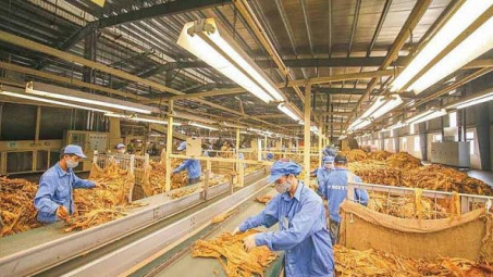 Năm 2021 nhập khẩu 62.053 tấn thuốc lá nguyên liệu