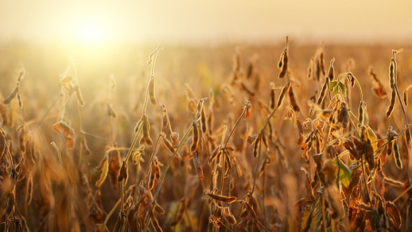 Triển vọng nguồn cung tăng đẩy giá ngô, đậu tương giảm mạnh