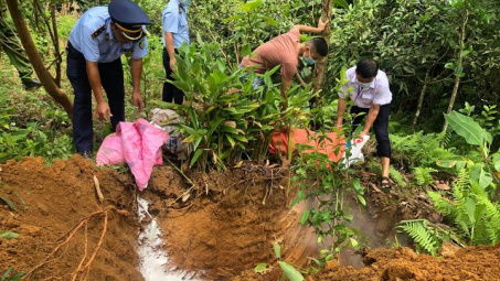 Hà Giang: Tiêu hủy trên 100 tấn lợn nhiễm dịch tả Châu Phi trong 1 tháng