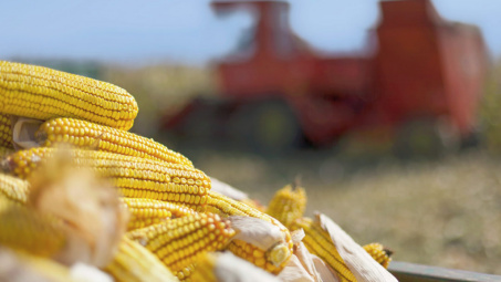 Giá ngô, đậu tương dần phục hồi sau tuần giao dịch biến động mạnh