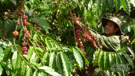 Phân bón Văn Điển: Tỏa sáng thương hiệu trên vùng đất Tây Nguyên