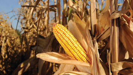 Trung Quốc sẽ gia tăng mạnh nhập khẩu ngô trong những tháng cuối năm