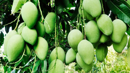 Ngành Công Thương Sóc Trăng hỗ trợ tiêu thụ 98% nông sản đến ngày thu hoạch