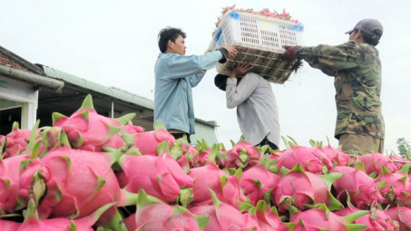 Thanh long Bình Thuận được bảo hộ chỉ dẫn địa lý tại Nhật Bản