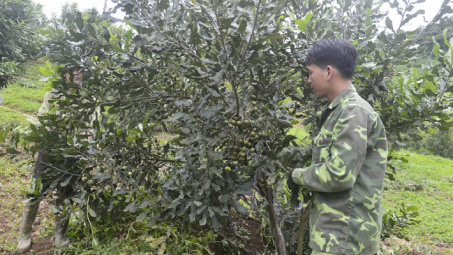 Điện Biên phát triển nông nghiệp theo hướng công nghệ cao