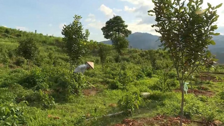 Điện Biên: Cây mắc ca giúp xóa đói giảm nghèo