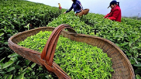 Những lưu ý khi xuất khẩu chè sang thị trường Pakistan