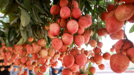 Nhiều dư địa cho hoa quả, trái cây nhiệt đới vào thị trường châu Âu