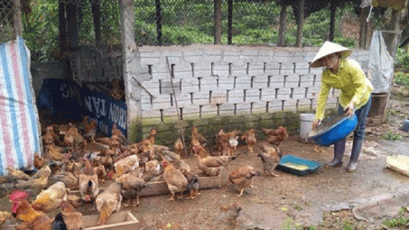 Những phụ nữ vùng cao làm kinh tế giỏi