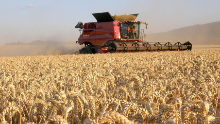 Bất chấp đà giảm sốc, giá lúa mì thế giới được dự báo sẽ sớm phục hồi, thậm chí tăng mạnh thời gian tới