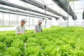 Thu hút vốn đầu tư vào phát triển nông nghiệp sạch trên địa bàn tỉnh Bình Định