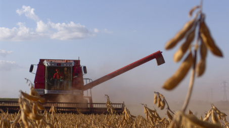 Giá đậu tương tiếp tục duy trì xu hướng tăng tích cực