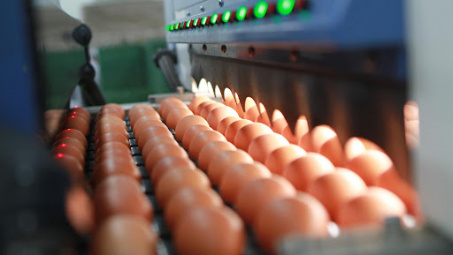 Công bố hạn ngạch thuế quan nhập khẩu muối, trứng gia cầm năm 2022