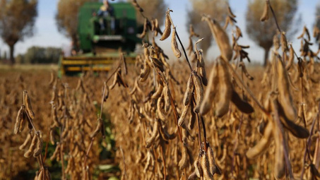 Giá đậu tương sẽ chịu áp lực giảm trong năm 2022 bất chấp đà tăng mạnh thời gian qua