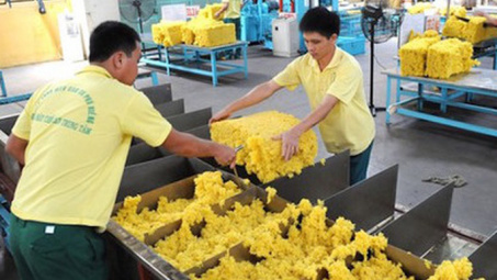 Hoạt động sản xuất hồi phục, xuất khẩu cao su tăng cao trở lại