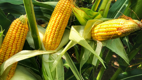 Giá nông sản trên thị trường hàng hoá phái sinh đồng loạt giảm trong tuần cuối năm 2021