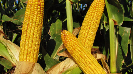 Giá nông sản phục hồi mạnh sau khi thị trường hấp thụ hết tin tiêu cực về biến chủng Covid-19 Omicron