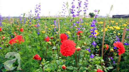 Thời tiết 30 Tết (ngày 11-2): Nắng đẹp khắp mọi miền