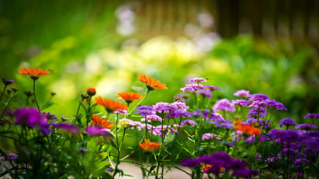 Thời tiết 18-2: Bắc bộ sáng sớm trời rét, trưa chiều hửng nắng ấm