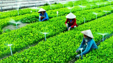 Một số giải pháp nhằm phát triển hợp tác xã nông nghiệp ở Việt Nam hiện nay