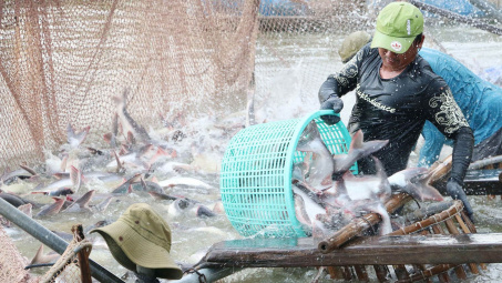 Campuchia đồng ý nối lại việc nhập khẩu một số loại cá từ Việt Nam