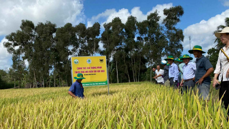 Nông dân Cà Mau thắng lớn nhờ canh tác lúa thông minh