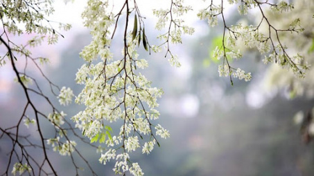 Thời tiết 17-3: Hà Nội tiếp tục tiết trời nồm ẩm, sáng sớm có mưa phùn nhẹ